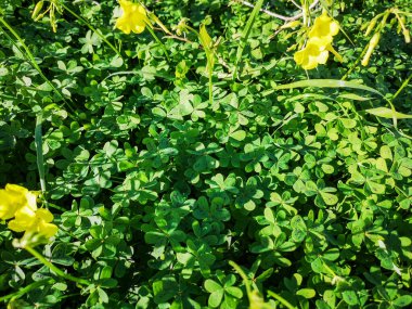 Dağda çiçekli yoncalar.