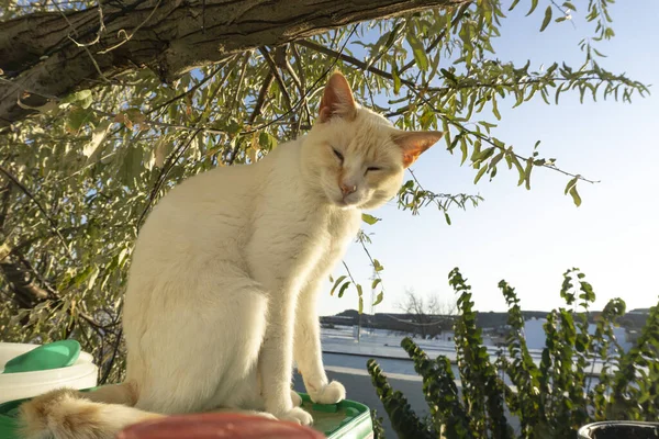 blue eyes red point siamese cat