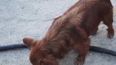 Kahverengi köpek yerden su içiyor.