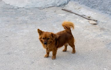 Sokaktaki küçük kahverengi köpek