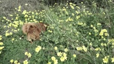 Dağda çiçekli yoncalar ve küçük bir köpek.