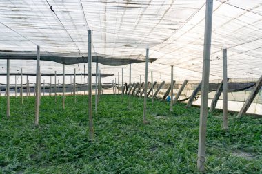 Seradaki karpuz bitkisi