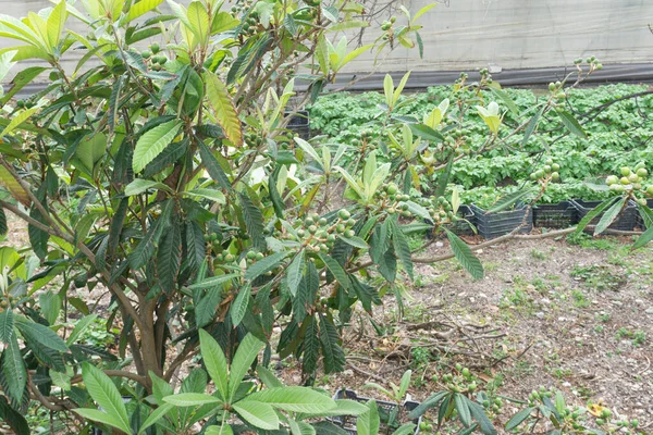 Olgunlaşma sürecinde medlar ağacın ayrıntıları