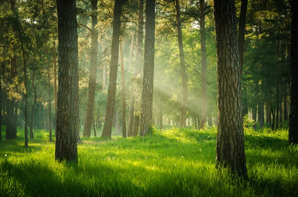 Sunlight forest