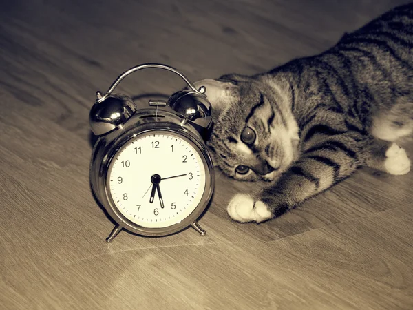 알람 시계와 고양이 — 스톡 사진