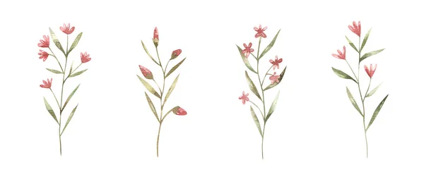 Zbiór Gałęzi Jasnych Kwiatów Liści Ilustracja Botaniczna — Zdjęcie stockowe