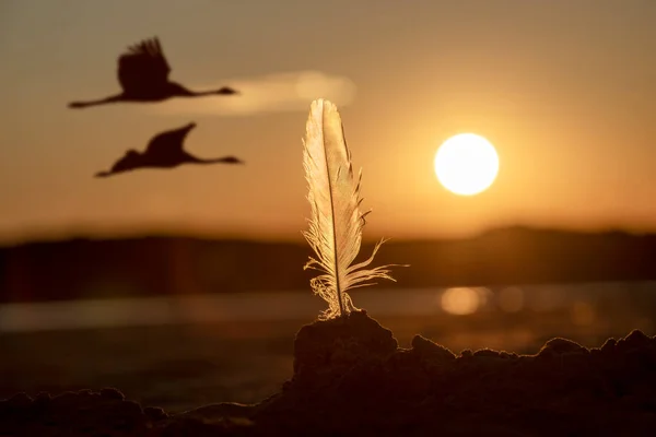 Bird feather in backlight during sunset. Two flying birds in the background