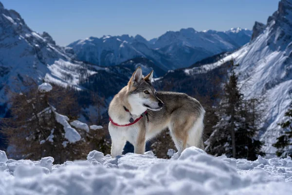 Kar üzerinde Çekoslovakya kurt köpeği ve arka planda karlı dağlar.