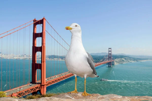 Ringa martısı ön planda, San Francisco panoraması ve köprüsü arka planda.