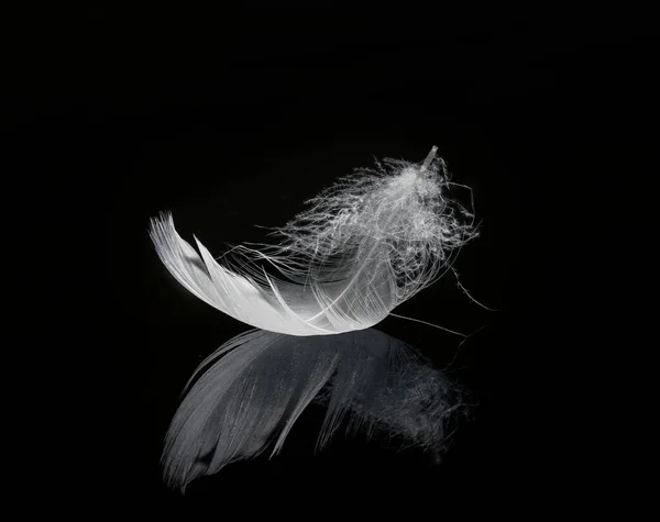 white feather on black background - light feather of white bird