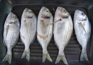 Taze balık ızgarada pişmeye hazır, deniz çerezi