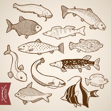 Pencil Sketch of fish collection clipart