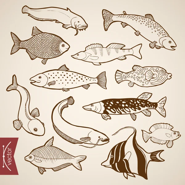 Pencil Sketch of fish collection — Stock Vector