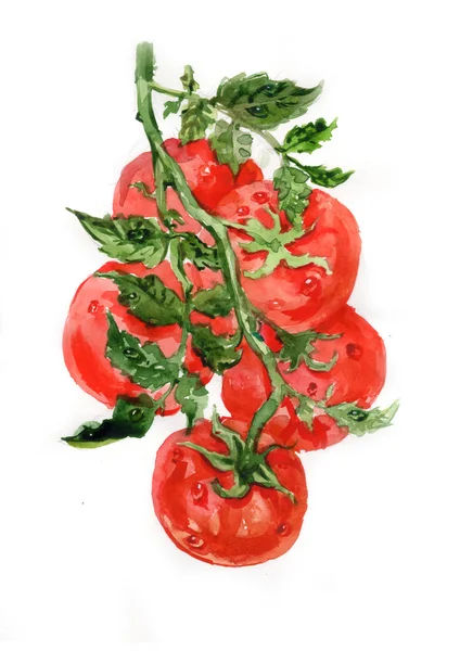 Akwarela pomidory na oddział z liści — Zdjęcie stockowe