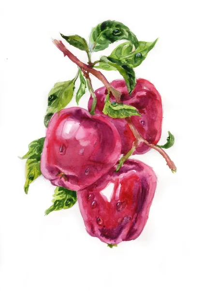 Akvarel červená jablka na větve s listy — Stock fotografie