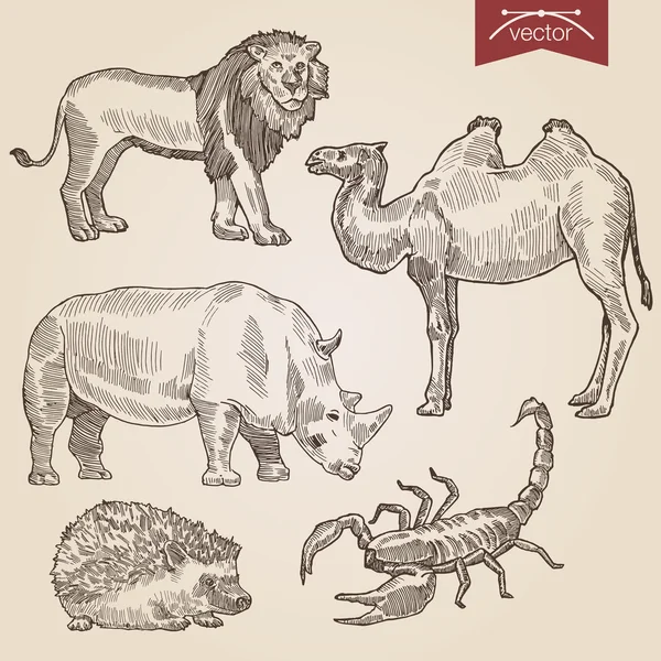 Vintage lineart illustration animals set. — Wektor stockowy