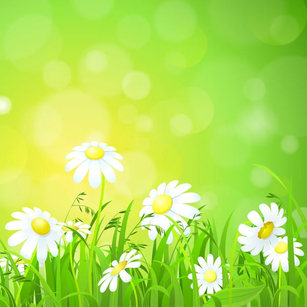 Fresh daisy chamomile flowers — Wektor stockowy