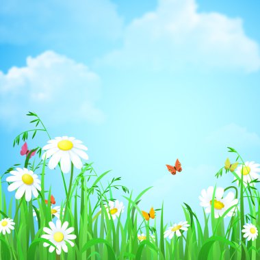 Nice shiny daisy flowers and butterflies