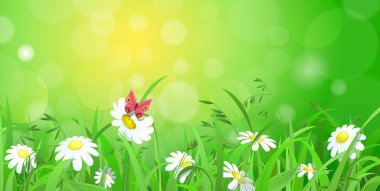 Nice shiny daisy flowers and butterfly