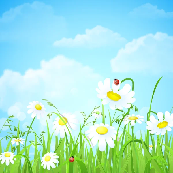 Nice daisy chamomile flowers — Wektor stockowy