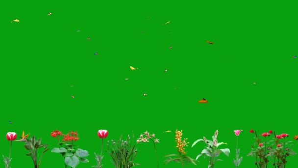 Mariposas Revoloteando Flores Pantalla Verde Gráficos Movimiento — Vídeo de stock