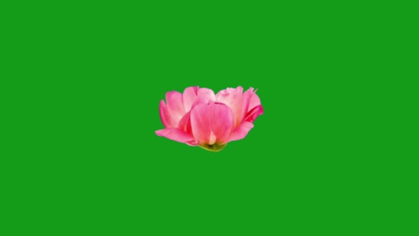 Blühende Blume Green Screen Motion Grafiken — Stockvideo
