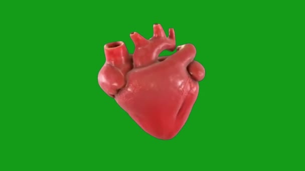 Arbete Mänsklig Hjärta Grön Skärm Rörelse Grafik — Stockvideo