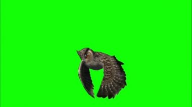 Uçan baykuş yeşil ekran hareket grafikleri