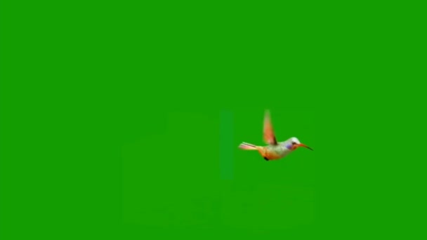 Fluttering Kolibri Zöld Képernyő Mozgás Grafika — Stock videók