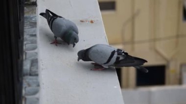 Güzel güvercinler balkonda tahıl yiyor.