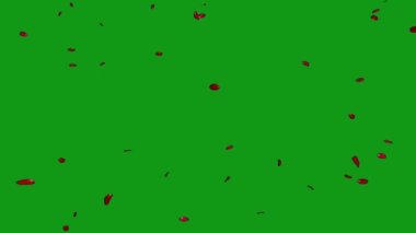 Düşen gül yaprakları yeşil ekran hareket grafikleri