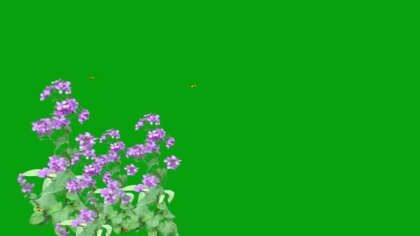 Летающие Бабочки Цветах Саду Зеленым Фоном — стоковое видео