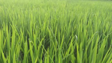 Yeşil çeltik tarlasının yakın görüntüsü