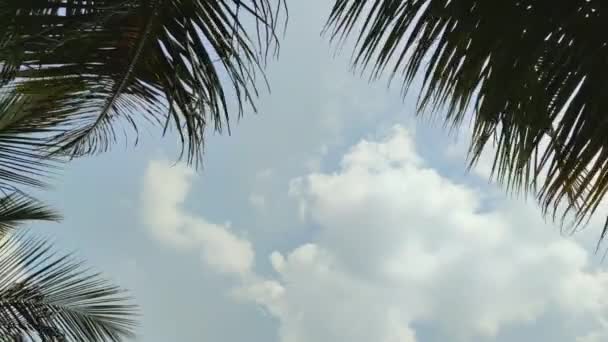 Widoczne Niebo Choć Liście Kokosowe — Wideo stockowe