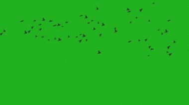 Uçan kuşlar yeşil ekran hareket grafikleri