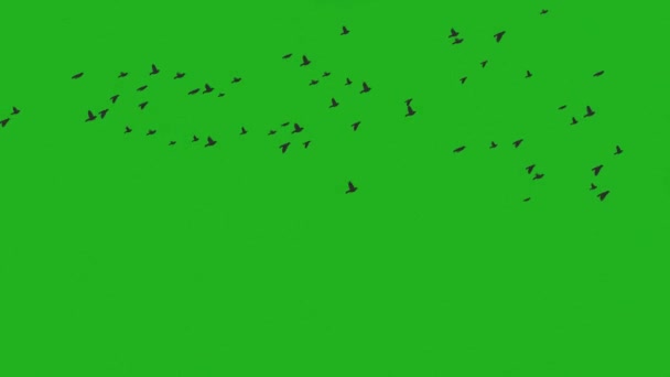 空飛ぶ鳥緑のスクリーンモーショングラフィックス — ストック動画