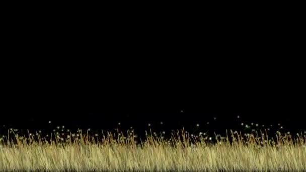 Insectes Volants Sur Herbe Prairie Avec Fond Nuit — Video