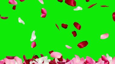 Yeşil ekran dikey video çok renkli gül yaprakları nazikçe düşüyor ve süzülüyor, romantik sahneler için mükemmel, şenlikli görseller, düğün düzenlemeleri, kutlamalar, ve yaratıcı örtüler.