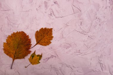 Açık gri alçıdan yapılmış ev yapımı sonbahar sarısı yapraklar. Düz yatıyordu. Doğal ışık. Yatay format. Reklam metnin için boşluk