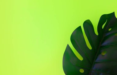 Yeşil arka planda tropik canavar yaprakları. Reklam konsepti. Yukarıdan görünüm, metin için yer