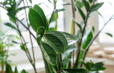 Close-up of zamiokulkas leaves on the background of the window. Green potted houseplants. Design-the concept of biophilia, a comfortable urban environment. Selective Focus