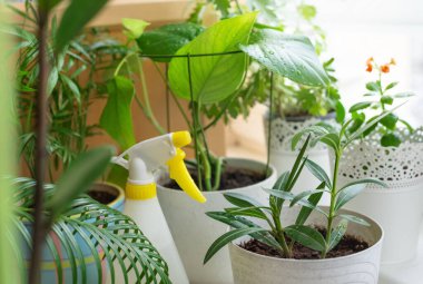 Saksıda yeşil ev bitkileri ve masada bir sprey. Biyofili tasarımı konsepti, rahat şehir ortamı. Seçici odak, yakın plan