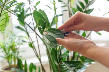 Kadın ellerine yakın çekim, zamioculcaların yapraklarını ovalama. Ev bitkilerinin bakımı. Biyofili tasarımı, rahat bir şehir ortamı. Seçici Odaklanma