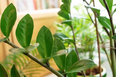 Masanın üzerinde yeşil saksı çiçekleri var. Zamioculcas yapraklarının yakın çekimi. Biyofili kavramını tasarla, rahat bir şehir ortamı. Seçici Odaklanma