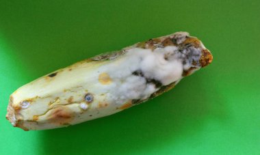 Bozulmuş kabaklar, izole edilmiş. Kabak küfü. Çirkin moda yemek anlayışı. Çirkin sebzeler. Yiyecek israfı sorunu. Yeşil arka plandaki kabak. Yukarıdan görüntüle