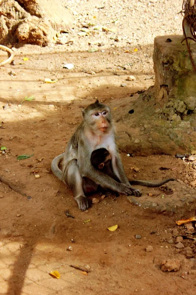 Maymun Tapınağındaki Maymun Suratthani Tayland Bir Maymun Yavrusuyla Birlikte Yerde — Stok fotoğraf