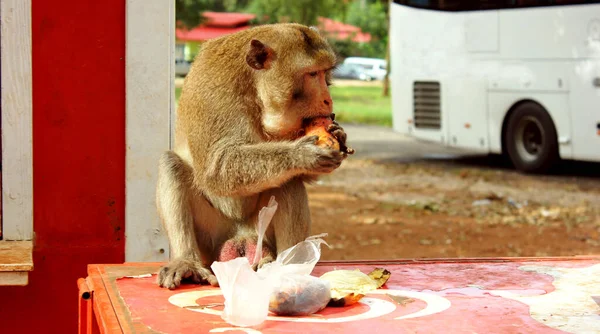 Mono Templo Monos Suratthani Tailandia Mono Sienta Suelo Comiendo Fruta — Foto de Stock