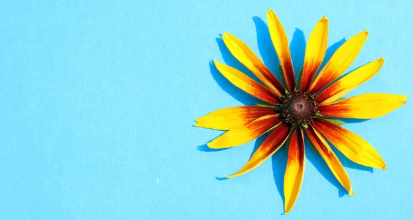 Rudbeckia Gloriosa Daisy. Susan 'ın sarı gözü bir çiçek başı. Mavide izole edilmiş. Yukarıdan bak. Konsept bir çiçek buketi bahçesidir. Uzayı kopyala Flatlay. Çiçek sağda.