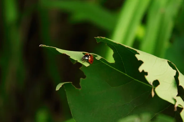 Coccinelle Sur Herbe Fond Vert Flou Des Insectes Coccinelle Rouge — Photo