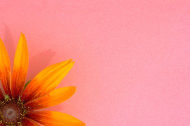 Rudbeckia Gloriosa Daisy. Sarı mor göz bir çiçek başıdır. Çiçeğin bir parçası. Yukarıdan bak. Konsept, bahçenin çiçek buketi. Çiçek solda yer almaktadır. Boşluğu kopyala.